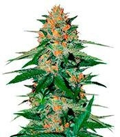 Delicious Candy Regular (Delicious Seeds) Cannabis-Samen