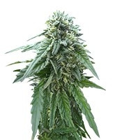 Early Skunk regular (Sensi Seeds) Cannabis-Samen