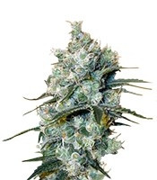 Medusa (Nirvana Seeds) Cannabis-Samen