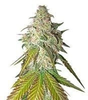 Sour Diesel (RQS) Cannabis-Samen