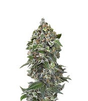 White Cheese Autoflowering (Dinafem Seeds) Cannabis-Samen