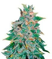 Northern Light Blue Auto (Delicious Seeds) Cannabis-Samen