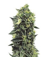 OG Kush regular (Humboldt Seeds Organization) Cannabis-Samen