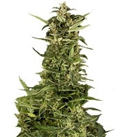 PolarLight #2 Auto (Dutch Passion) Cannabis-Samen