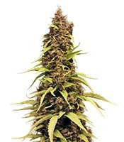 Venus Flytrap (Nirvana Seeds) Cannabis-Samen