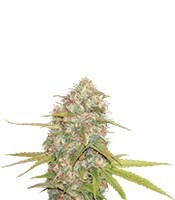 Lemon Skunk regular (DNA Genetics) Cannabis-Samen