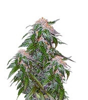 Medical VIP (VIP seeds) Cannabis-Samen