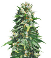 Santa Maria Auto (Sumo Seeds) Cannabis-Samen