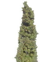 Zombie Haze Auto (Sumo Seeds) Cannabis-Samen