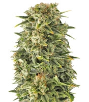 Auto Haze (Female Seeds) Cannabis-Samen