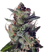 La Lybella (Dutch Passion) Cannabis-Samen