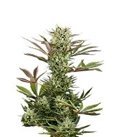 Deep Cheese (Dinafem Seeds) Cannabis-Samen