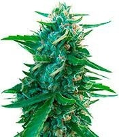 Sugar Black Rose regular (Delicious Seeds) Cannabis-Samen