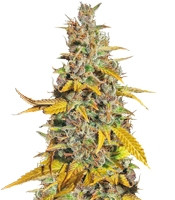 Lemon Kush (Female Seeds) Cannabis-Samen