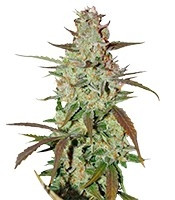 Blue Auto Mazar strain