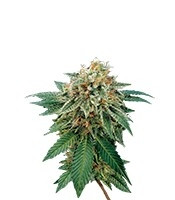 Shark Attack (Dinafem Seeds) Cannabis-Samen