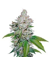 White Berry (VIP Seeds) Cannabis-Samen