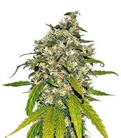 AK-48 Automatic (Nirvana Seeds) Cannabis-Samen