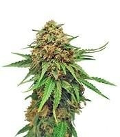 Critical Strain