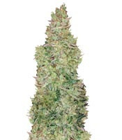 Smokin' Gun Auto (Dr. Krippling Seeds) Cannabis-Samen