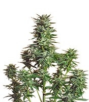 Snow White (Nirvana Seeds) Cannabis-Samen