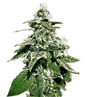 White Widow Auto (GHS) Cannabis-Samen
