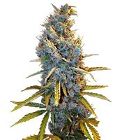 Cream Caramel (Sweet Seeds) Cannabis-Samen