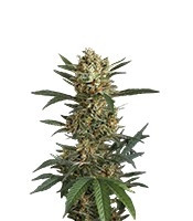 Original Amnesia (Dinafem Seeds) Cannabis-Samen