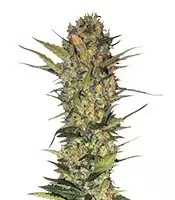Lithium OG Kush (Nirvana Seeds) Cannabis-Samen