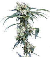 NL5 Haze Mist (GHS) Cannabis-Samen