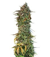 Blueberry Headband strain