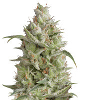 Sumo's OG Kush Auto (Sumo Seeds) Cannabis-Samen