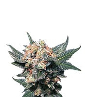Big Band (Kannabia Seeds) Cannabis-Samen