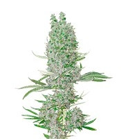 Amnesia XXL Autoflowering (Dinafem Seeds) Cannabis-Samen