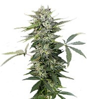 Roadrunner Autoflowering (Dinafem Seeds) Cannabis-Samen