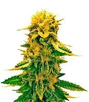 Sugar Black Rose Auto (Delicious Seeds) Cannabis-Samen
