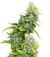 White Rhino (Nirvana Seeds) Cannabis-Samen