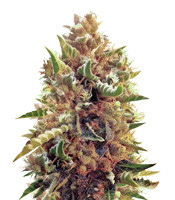 Amnesia (Vision Seeds) Cannabis-Samen