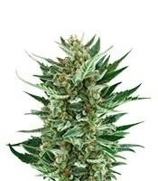 Royal Cheese Automatic (RQS) Cannabis-Samen