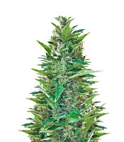 Blueberry Bliss Auto strain