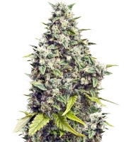 Grapefruit (Female Seeds) Cannabis-Samen