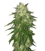 Super Hash (Pyramid Seeds) Cannabis-Samen