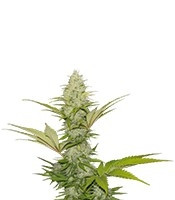 Blue Cheese strain