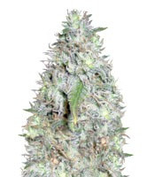 Kali's White Shadow (KFC Seeds) Cannabis-Samen
