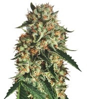 Sapphire OG (Humboldt Seeds Organization) Cannabis-Samen