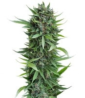Sour Diesel Auto (Humboldt Seeds) Cannabis-Samen