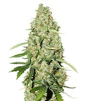 Think Fast (Dutch Passion) Cannabis-Samen