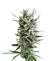 Auto Critical Hog strain