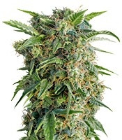 Auto Daiquiri Lime strain