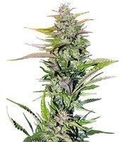 Black Jack F1 Fast Version (Sweet Seeds) Cannabis-Samen